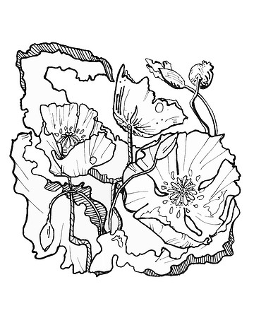 Three Poppies